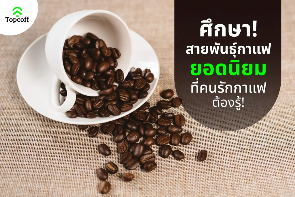 สายพันธุ์กาแฟ